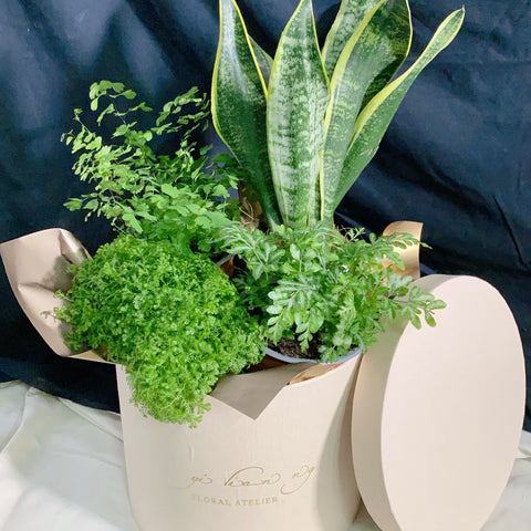 Indoor Plants Box
